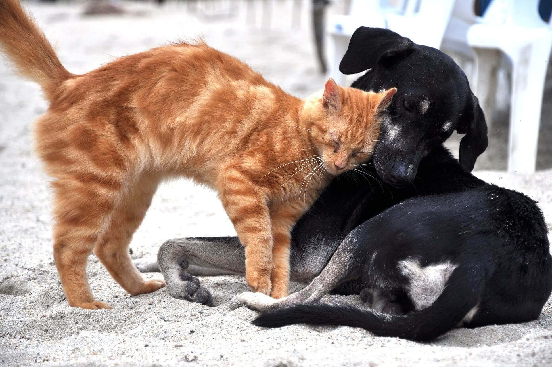 Black dog and ginger cat cuddling on the beach