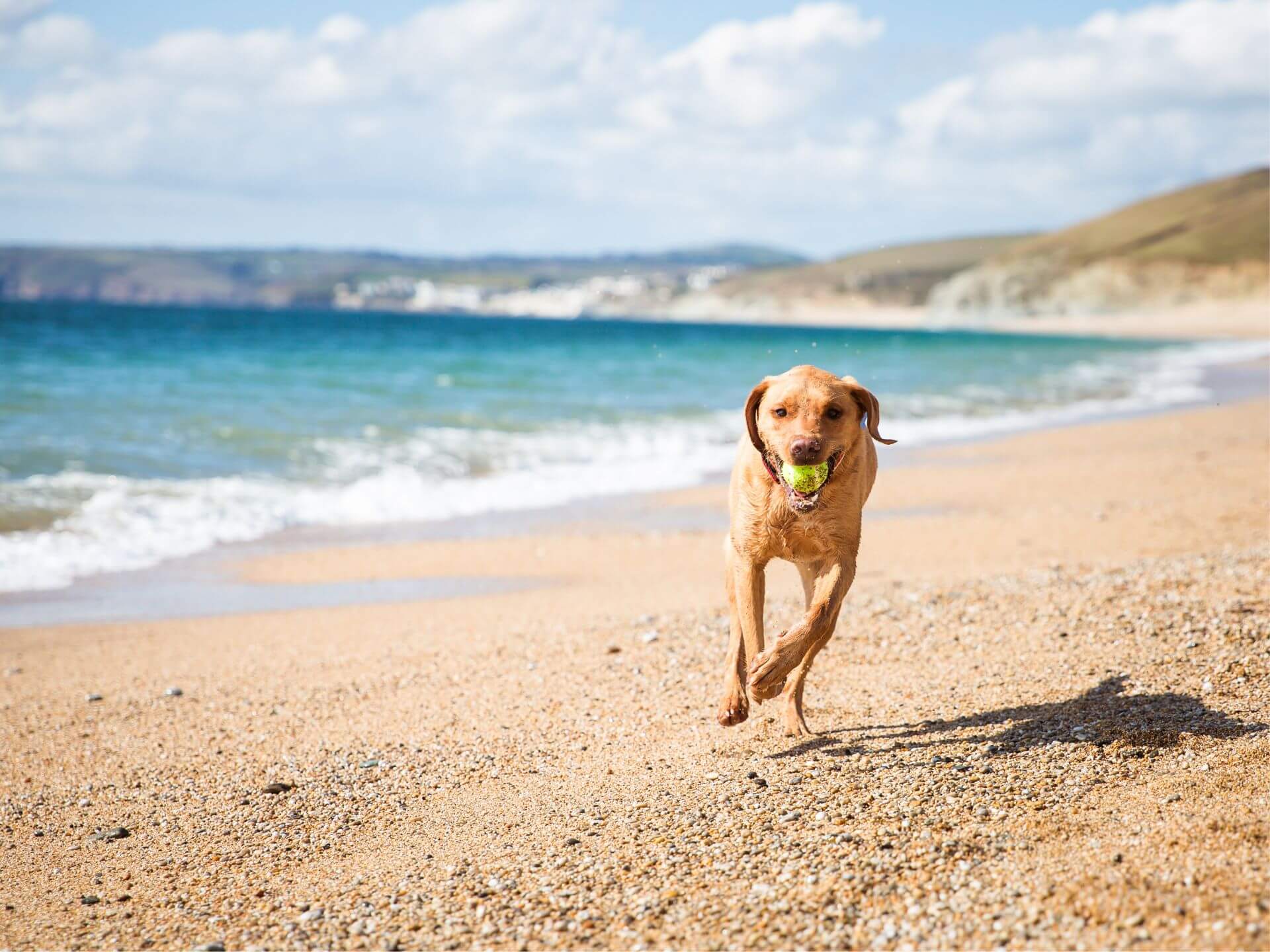 Dog running on the beach