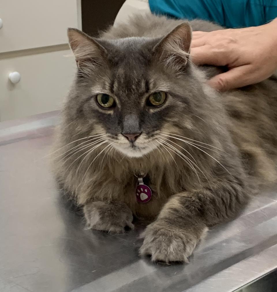 cat