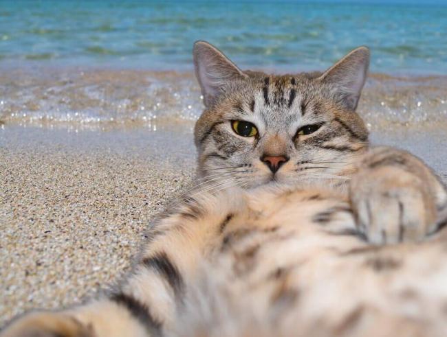 Tabby cat relaxing on a sandy beach – cat care at Noah's Ark Animal Centre