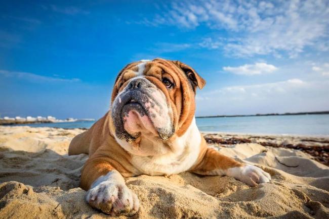 Bulldog lying on the beach – dog care at Noah's Ark Animal Centre