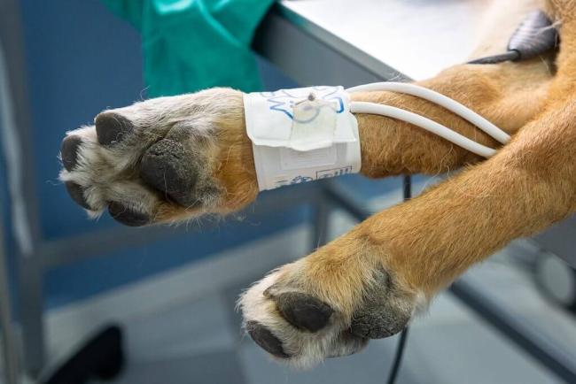 Dog's paw with an IV line during surgery – pet surgery at Noah's Ark Animal Centre