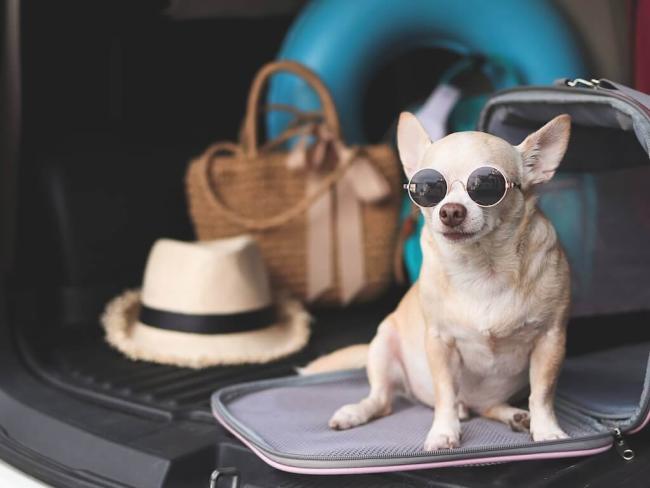 Chihuahua in sunglasses in a travel carrier – pet travel services at Noah's Ark Animal Centre